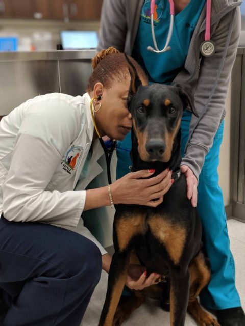 Henderson NV 89011 Veterinarian Cadence Animal Hospital